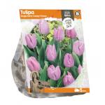 Baltus Tulipa Single Early Candy Prince tulpen bloembollen per 5 stuks